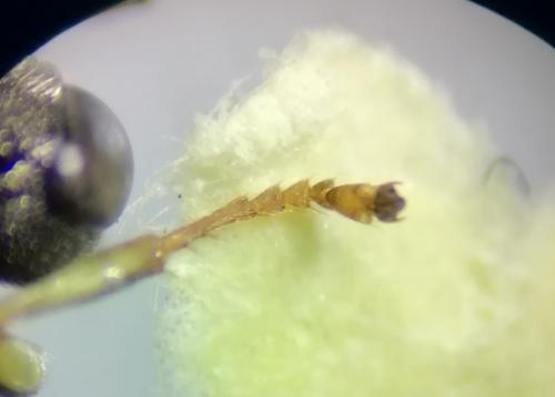 Oxybelus trispinosus